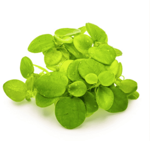 Limnobium Laevigatum