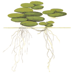 Limnobium Laevigatum