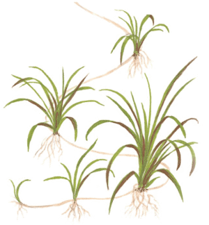 Helanthium Tenellum 'Green'