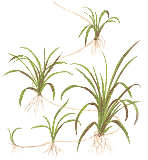 Helanthium Tenellum 'Green'