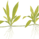 Helanthium Bolivianum 'Quadricostatus'