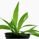 Helanthium Bolivianum 'Quadricostatus'