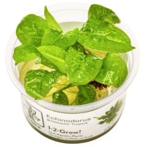Echinodorus Grisebachii 'Tropica'