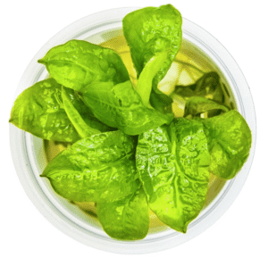 Echinodorus Grisebachii 'Tropica'