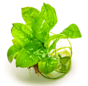 Echinodorus Grisebachii 'Tropica'