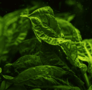 Echinodorus Grisebachii 'Tropica'