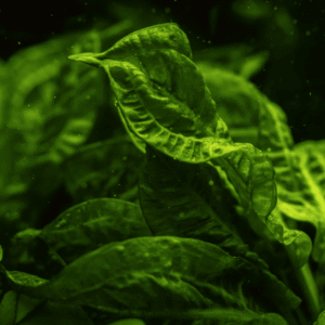 Echinodorus Grisebachii 'Tropica'