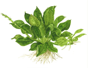 Echinodorus Grisebachii 'Tropica'