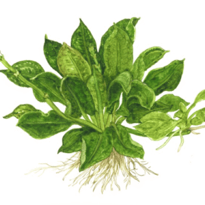 Echinodorus Grisebachii 'Tropica'