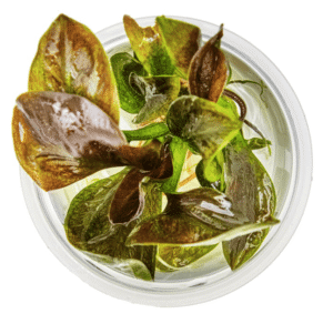 Echinodorus 'Reni'