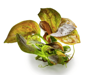 Echinodorus 'Reni'