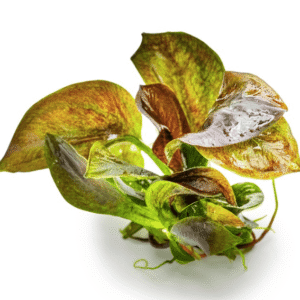 Echinodorus 'Reni'