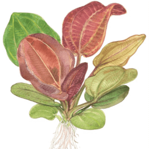 Echinodorus 'Reni'