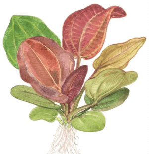 Echinodorus 'Reni'