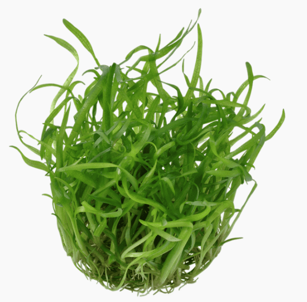 Sagittaria Subulata