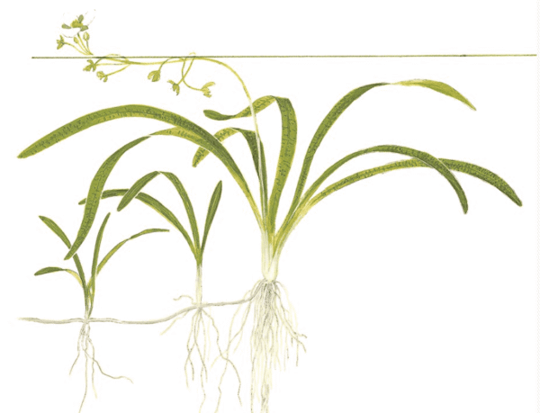 Sagittaria Subulata