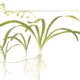 Sagittaria Subulata