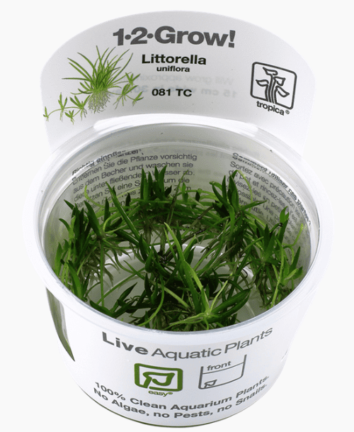 Littorella Uniflora