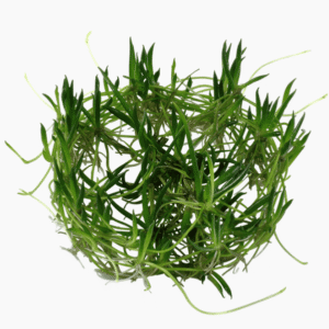 Littorella Uniflora