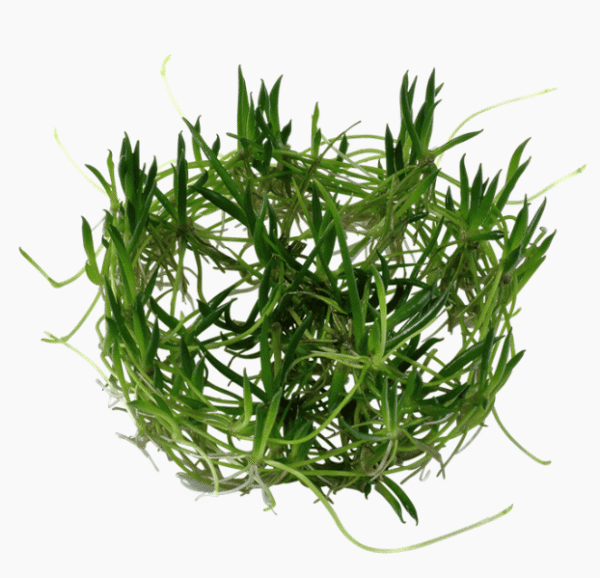 Littorella Uniflora