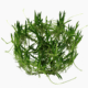 Littorella Uniflora