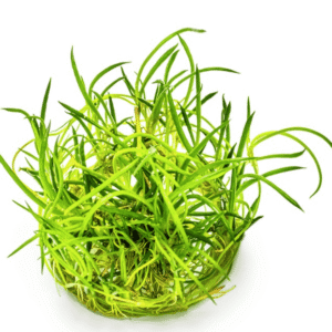 Littorella Uniflora