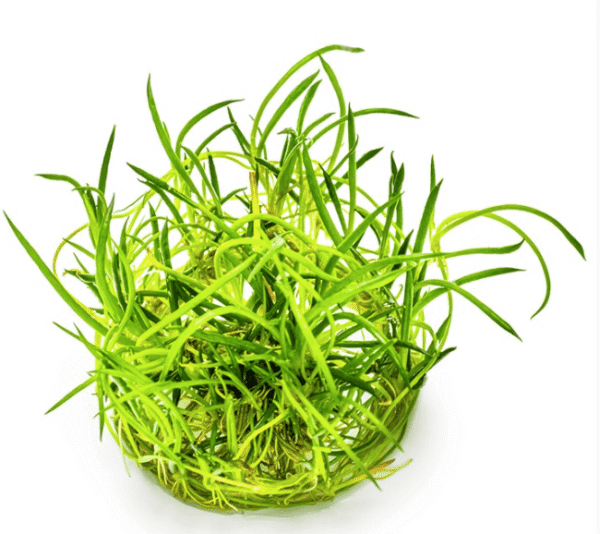 Littorella Uniflora