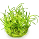 Littorella Uniflora