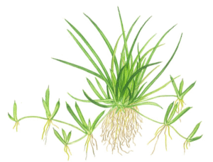 Littorella Uniflora
