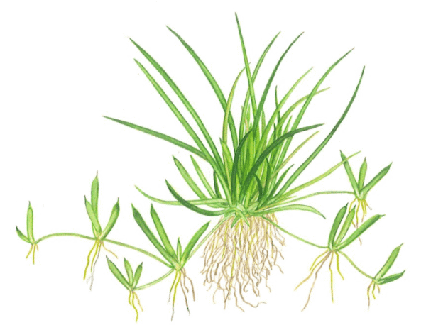Littorella Uniflora