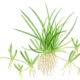 Littorella Uniflora