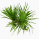 Eriocaulon Cinereum