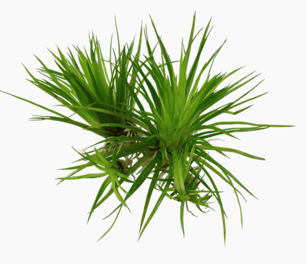 Eriocaulon Cinereum