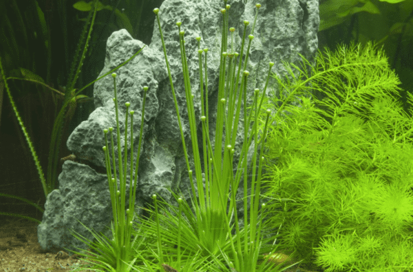Eriocaulon Cinereum