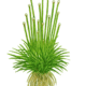 Eriocaulon Cinereum