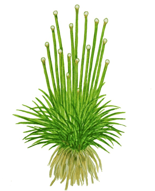 Eriocaulon Cinereum