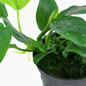 Anubias Barteri Nana