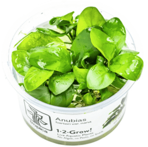 Anubias Barteri Nana