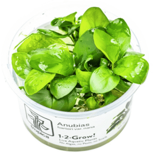 Anubias Barteri Nana