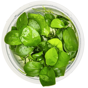 Anubias Barteri Nana