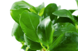 Anubias Barteri Nana