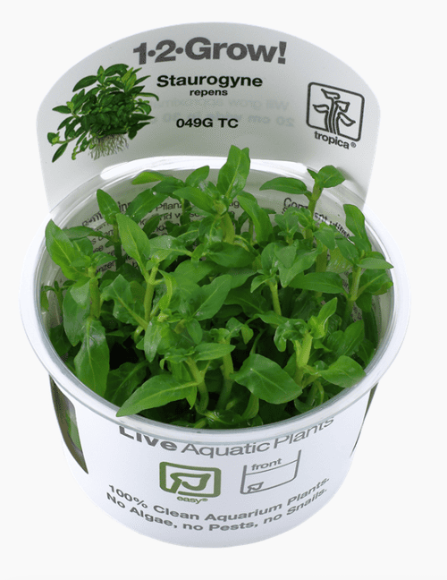 Staurogyne Repens