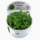 Staurogyne Repens