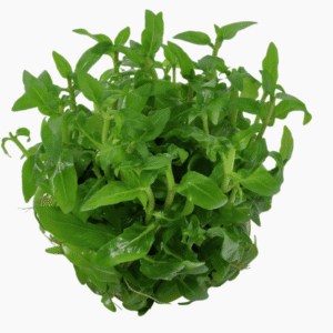 Staurogyne Repens