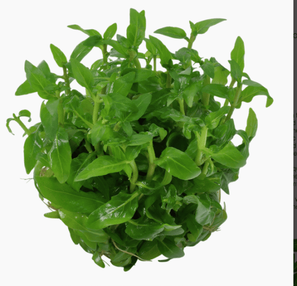 Staurogyne Repens