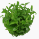 Staurogyne Repens