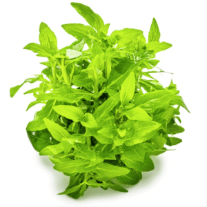 Staurogyne Repens