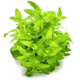 Staurogyne Repens