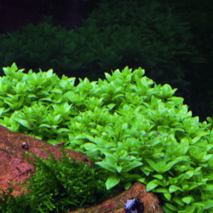 Staurogyne Repens