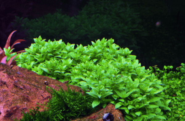 Staurogyne Repens